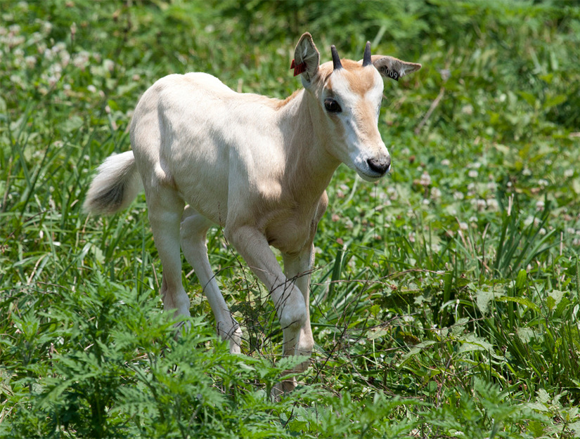 baby oryx